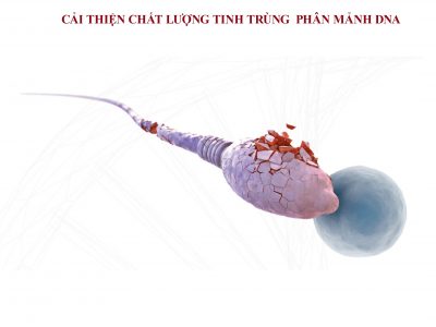 cai-thien-chat-luong-tinh-trung-phan-manh-DNA