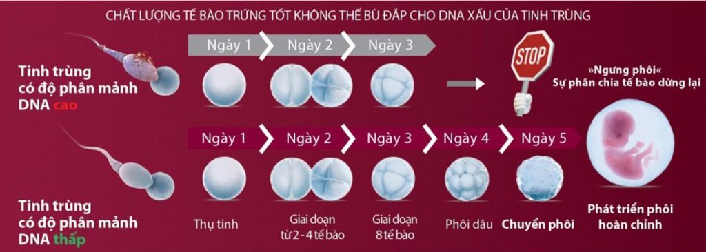 Plusfortil-bo-tinh-trung-bi-phan-manh-DNA