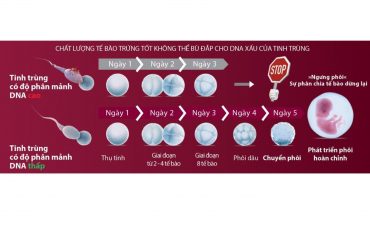 bo-tinh-trung-bi-phan-manh-dna