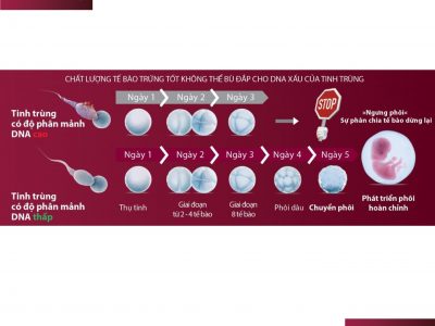 bo-tinh-trung-bi-phan-manh-dna